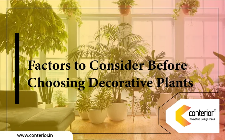 Factors to Consider Before Choosing Decorative Plants