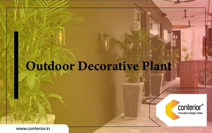 Outdoor Decorative Plant